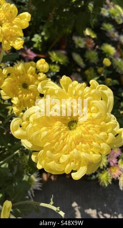 Eine Nahaufnahme eines lebendigen gelben Chrysanthemums aus der Yangcheng Chrysanthemum-Ausstellung in Guangzhou, mit den komplizierten Blütenblättern und hellen Farben Stockfoto