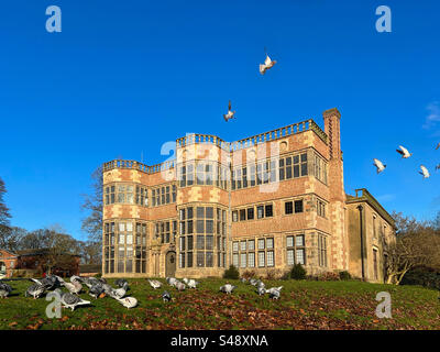 Tauben vor Astley Hall im Astley Park, Chorley. Sonniger Wintermorgen mit leuchtend blauem Himmel. Stockfoto