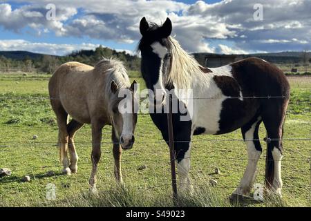 Zwei Pferde posieren für die Kamera an einem sonnigen Tag. Eine blond und eine braun-weiß. Stockfoto