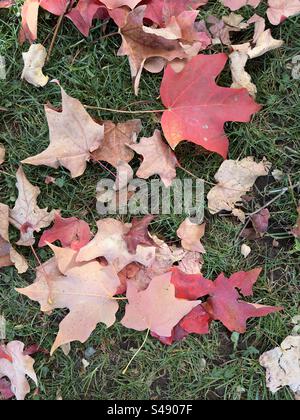 Herbstliche Ahornblätter auf grünem Gras in Boulder, Colorado, USA. Rot, Herbstlaub. Stockfoto