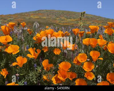 Leuchtend orange Mohnblumen blühen während einer Frühlings-Superblüte in Südkalifornien Stockfoto