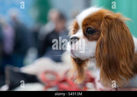 Hundelkavalier König charles Spaniel Stockfoto