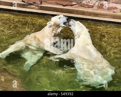 Zwei weiße Eisbären lieben sich beim Spielen im Wasser Stockfoto