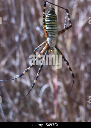 Argiopenspinne im Netz Stockfoto