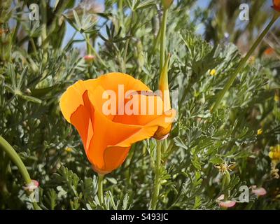 Sehen Sie einen leuchtend orangefarbenen Mohn, der während einer Frühlings-Superblüte auf einem Feld in Südkalifornien wächst Stockfoto