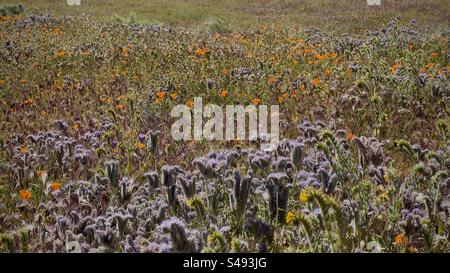 Violette Wildblumen und orangefarbene Mohnblumen wachsen während einer Frühlings-Superblüte in Südkalifornien auf der Wiese Stockfoto
