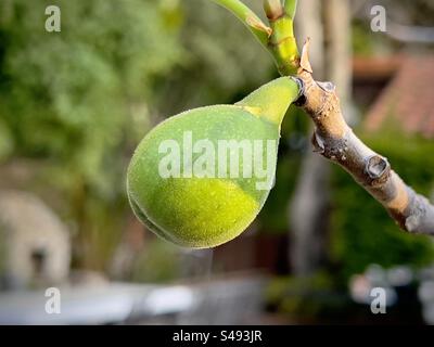 Nahaufnahme einer Feige, die auf einem Zweig wächst, Ficus carica. Flacher Fokus, Tageslicht Stockfoto