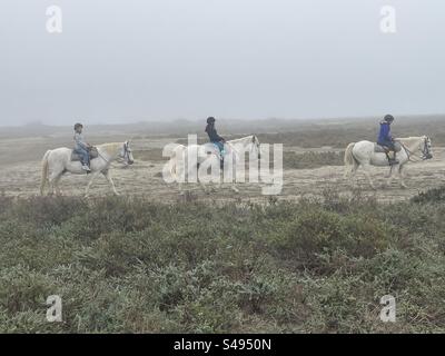 Reiter mit Camarque Pferd im Nebel reiten durch das Rhône-Delta, Frankreich Stockfoto