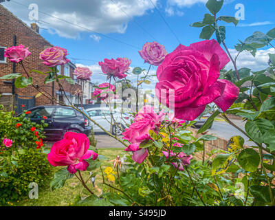 Rosafarbene Rosen blühen in einem Wohngarten Stockfoto