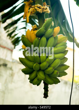 Bananen aus biologischem Anbau, die auf natürliche Weise Reifen Stockfoto
