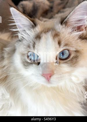 Blue Eyed Seal Lynx Bicolor Ragdoll Kitten Stockfoto