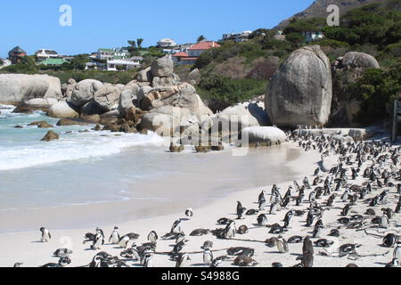 Pinguine, Boulders Beach, Südafrika Stockfoto