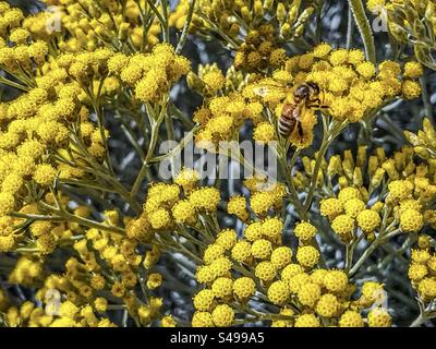 Hochwinkelansicht einer Honigbiene, die im Sommer auf gelben Knopfblumen/Immortelle-Blüten der Helichrysum italicum aka Currypflanze sucht. Vollformathintergründe. Stockfoto