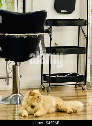 Eine wunderschöne Katze. Stockfoto