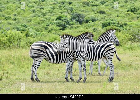 Drei Zebras auf einer Pirschfahrt im Hluhluwe-Nationalpark, Südafrika Stockfoto