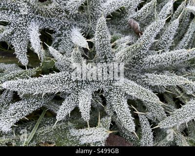 Weiße Distelblätter mit Frost bedeckt Stockfoto