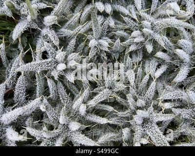 Weiße Distelblätter mit Frost bedeckt Stockfoto
