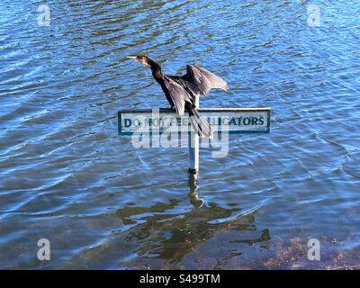 Ein Anhinga- oder Schlangenvogel auf einem Schild, das vor Alligatoren in Ponte Vedra Beach, Florida, USA warnt. Stockfoto