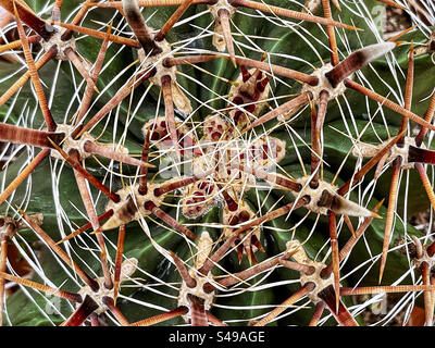 Vollbild, hoher Winkel, Nahansicht von Ferocactus wislizeni, auch bekannt als Fischhakenkaktus oder Süßigkeitenkaktus. Hintergründe. Dornen, Dornen und Stacheln. Stockfoto