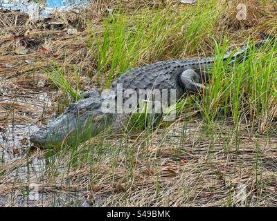 Großer Alligator in den Everglades Stockfoto
