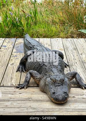 Alligator ruht auf einem Holzsteg in den Everglades Stockfoto