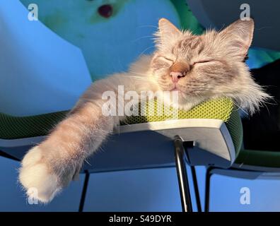 Schöne junge Sacred Birman Schokolade Tabby Point Katze genießen Sonnenstrahlen Augen geschlossen, während sie auf dem Stuhl liegen, mit der Pfote nach vorne nach unten Stockfoto