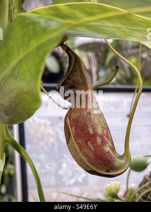 Nahaufnahme einer kannenförmigen Falle, die sich vom Blatt der Pflanze Pitcher/Nepenthes/Monkey Cup, einer fleischfressenden Pflanze, erstreckt. Gartenbau. Botanik. Stockfoto