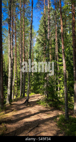 Blick auf den Wanderweg an einem sonnigen Sommertag in Nordestland. Die Sonne geht auf und es gibt schöne Schatten im Wald. Stockfoto