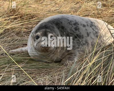 Nahaufnahme des wunderschönen jungen Graurobbenjungen auf der gasförmigen Sanddüne des Strandes in der Küste von North Norfolk East Anglia uk Frühlingstag Seelandschaft Stockfoto