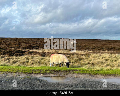 RAM isst Gras in den North York Moors bei Goathland Stockfoto