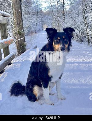 Border Collie Australian Shepherd Mix in Snow Tricolor Stockfoto