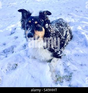 Schneeliebhaber Hund in der Winterlandschaft Stockfoto