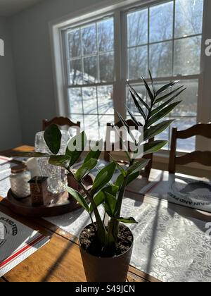 ZZ Pflanze im Sonnenlicht auf einem Landtisch mit einem rustikalen Tablett mit einer Kristallvase im Hintergrund und ein schneebedeckter Hügel kann durch das Fenster gesehen werden. Stockfoto