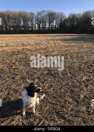 Cocker Spaniel in einem Feld im Januar, North Yorkshire, England, Vereinigtes Königreich Stockfoto