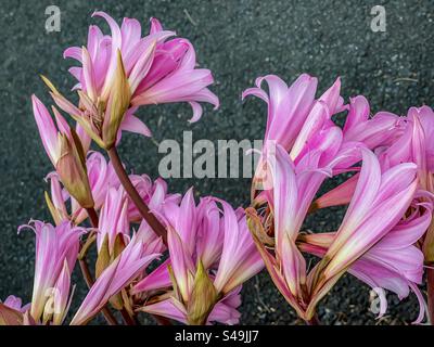 Nahaufnahme von rosa Jersey Lily/Amaryllis Belladonna Blüten und Knospen auf schwarzem Hintergrund. Stockfoto