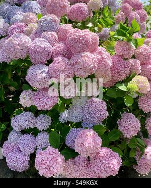 Rosafarbene und violette Hortensie-Pflanze mit wunderschönen, lebendigen Blumenköpfen Stockfoto