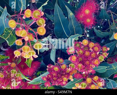 Nahaufnahme von Blüten des roten Gummibaums/Corymbia ficifolia, einem einheimischen australischen Baum. Botanik. Hintergründe. Muster. Stockfoto