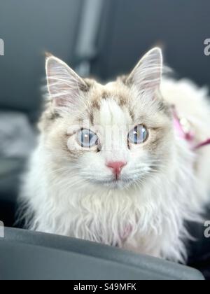 Blauäugige Ragdoll Kätzchen Stockfoto