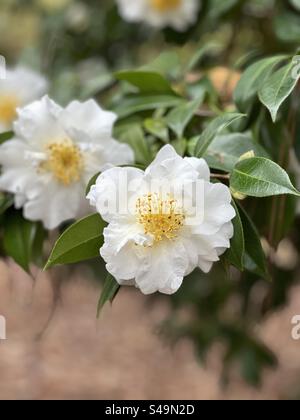 Weißer Kamelienstrauch von Sasanqua, der in einem Garten im Freien blüht Stockfoto