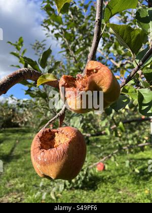 Zwei verfaulte Äpfel hängen an einem Baum in einem Obstgarten Stockfoto