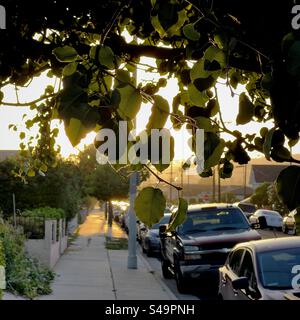 Konzentrieren Sie sich auf die Blätter der Vordergrundbäume, während das goldene Sonnenlicht am späten Nachmittag entlang eines Gehwegs in Südkalifornien leuchtet. Autos parkten am Straßenrand Stockfoto