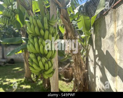 Bananenpflanze blüht im Garten Stockfoto