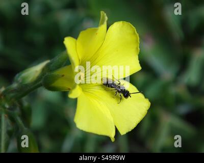 Mini-Bergbaubiene (Micrandrena sp.), männlich, der auf einer gelben Sauerampfer-Blume sitzt Stockfoto