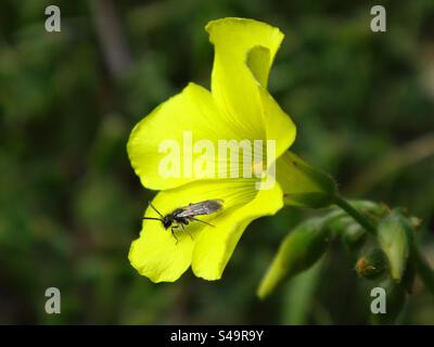 Mini-Bergbaubiene (Micrandrena sp.), männlich, der auf einer gelben Sauerampfer-Blume sitzt Stockfoto