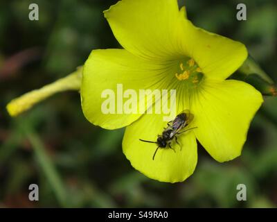 Mini-Bergbaubiene (Micrandrena sp.), männlich, der auf einer gelben Sauerampfer-Blume sitzt Stockfoto