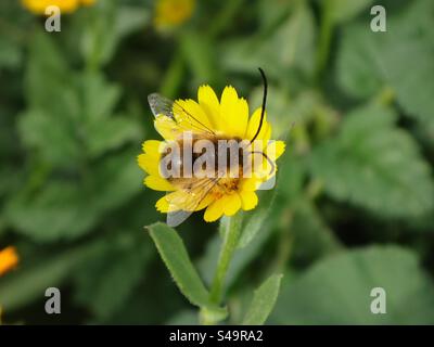 Männliche Langhörner (Eucera sp.) Sie ernähren sich von einer Ringelblume Stockfoto