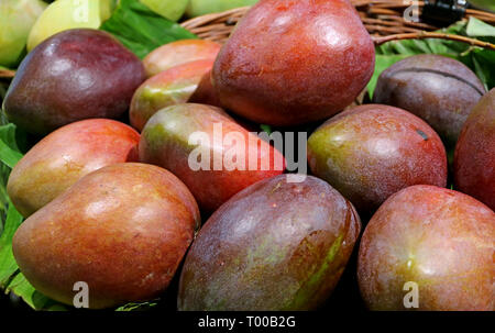 Stapel der Frische reife Mangos auf dem Markt Stockfoto