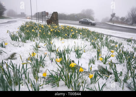 Schnee bedeckt Narzissen in Stanley, County Durham, Großbritannien ist von starkem Wind, Regen und Schnee als ein Bereich der Entwicklungsländer mit niedrigem Druck fegt über das Land zerschlagen werden. Stockfoto