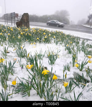 Schnee bedeckt Narzissen in Stanley, County Durham, Großbritannien ist von starkem Wind, Regen und Schnee als ein Bereich der Entwicklungsländer mit niedrigem Druck fegt über das Land zerschlagen werden. Stockfoto