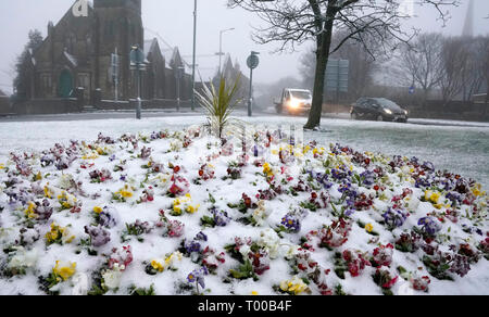 Schnee bedeckt Narzissen in Stanley, County Durham, Großbritannien ist von starkem Wind, Regen und Schnee als ein Bereich der Entwicklungsländer mit niedrigem Druck fegt über das Land zerschlagen werden. Stockfoto